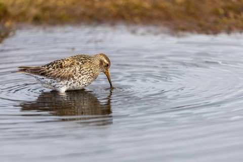 Black-legged stint (Calidris maritima) foraging, Aventdalen, Longyearbyen, Spitsbergen, Svalbard
