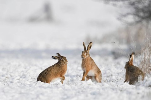 Dance of the hares... European hare (Lepus europaeus), three hares are mating in the snow,