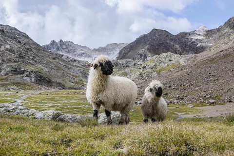 Two Valais Blacknose sheep (Ovis gmelini aries), high alpine mountain valley, Obere Senner Egete,