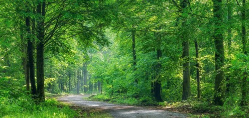 Forest path winds through natural deciduous forest in the morning light in spring, Freyburg,