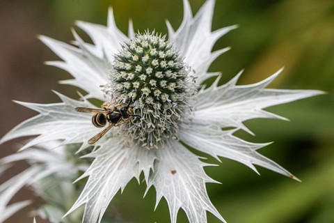 Clay wasp (Ancistrocerus) on ivory man litter (Eryngium giganteum), Emsland, Lower Saxony, Germany