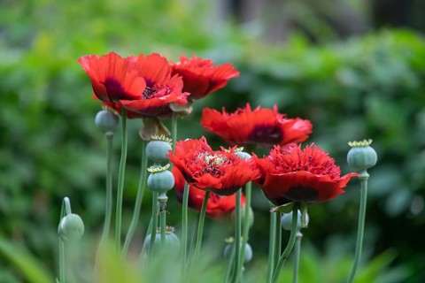 Stuffed red poppies (Papaver), Netherlands