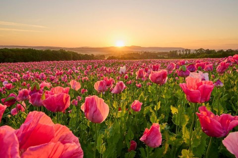Opium poppy (Papaver somniferum), at sunrise, summer, Germerode, Geo nature park Park