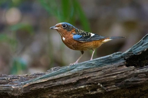 White-throated Rock Thrush (Monticola gularis) male perched on a log, Di Linh, Vietnam