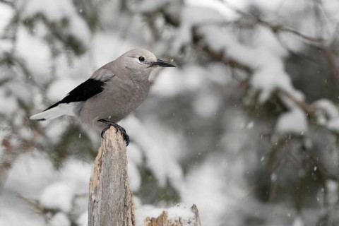 Clark's Nutcracker (Nucifraga columbiana) perched on a stump, Wyoming, USA
