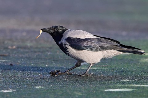 Hooded Crow (Corvus cornix) on the beach with blue mussel (Mytilus edulis) in beak,