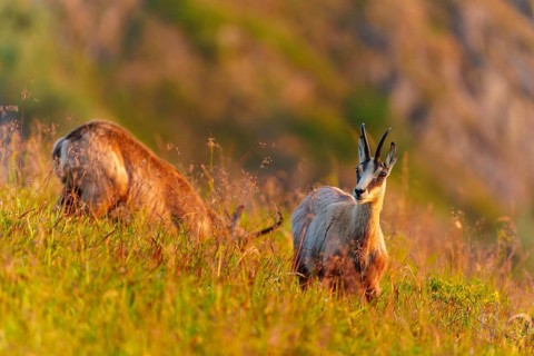 A chamois looks into the camera on a grassy hill under evening light, chamois, chamois, (Rupicapra