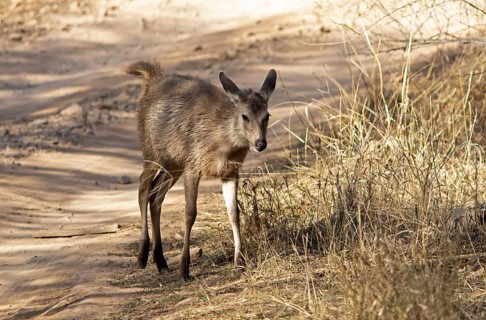 Sambar or sambar deer or horse deer (Cervus unicolor or Rusa unicolor) on a sandy track in