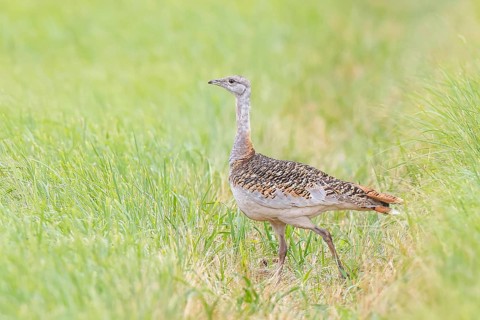 Great Bustard (Otis tarda), standing in a meadow, steppe bird, extremely rare bird species,