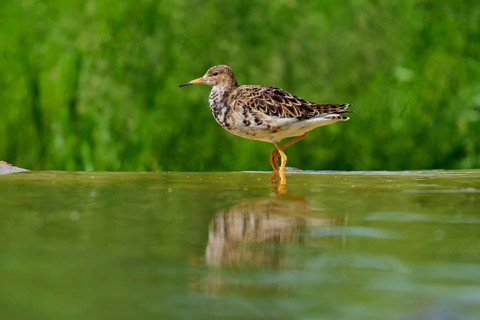 A bird standing in the water, showing its reflection and a green background, ruff (Calidris