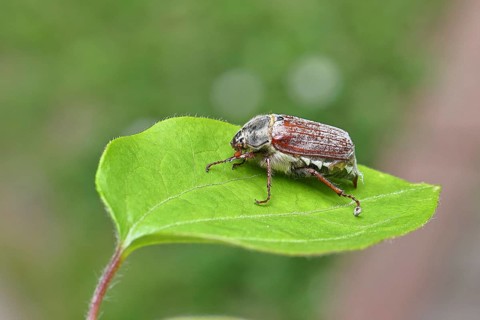 May beetle, wood cockchafer (Melolontha hippocastani), female, on a leaf, close-up, Wilnsdorf,