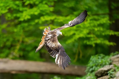 Red kite (Milvus milvus) flying in a forest in early summer, Bavaria, Germany