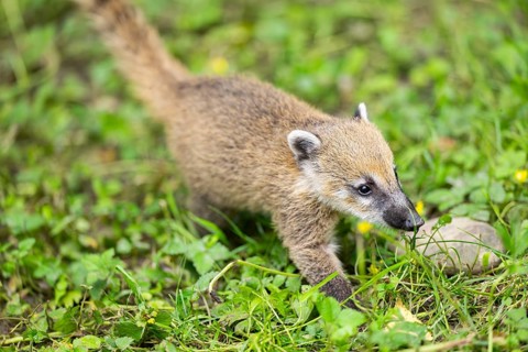 South American coati (Nasua nasua) youngster walking on the ground, captive, Zoo Augsburg