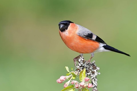 Bullfinch (Pyrrhula pyrrhula) male sitting on a branch with apple blossoms (Malus domestica),