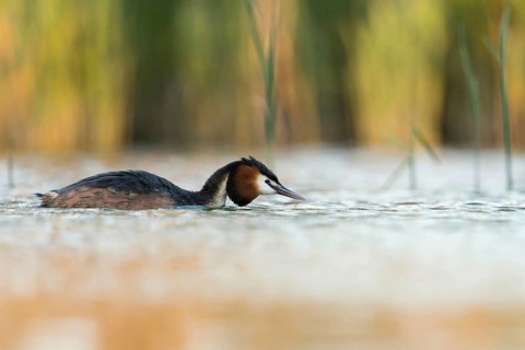 Great Crested Grebe (Podiceps Scalloped ribbonfish), adult, adult bird in spring, in breeding