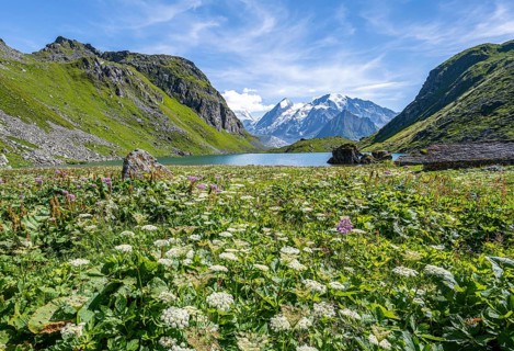 Sea of flowers at a mountain lake with view of mountain peaks, Lac du Louvie with summit Grand