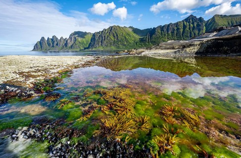 Green algae and plants in a tidal pool with reflection, rocky coast of Tungeneset, Devil's Teeth,