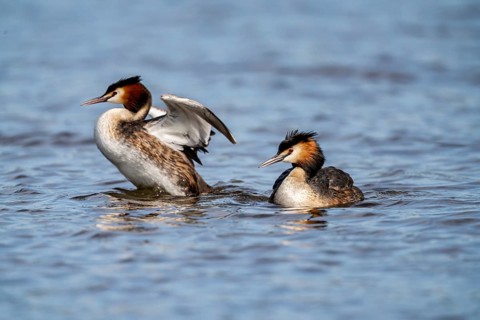 Great Crested Grebe (Podiceps Scalloped ribbonfish), pair with chicks on their backs, Vulkaneifel,