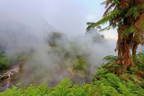 Hot water river and steaming forest with fern trees, dense greenery and mystical mist, Te Manaroa