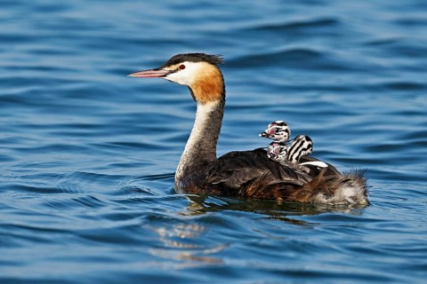 Great Crested Grebe (Podiceps Scalloped ribbonfish), with three chicks in plumage swimming in the