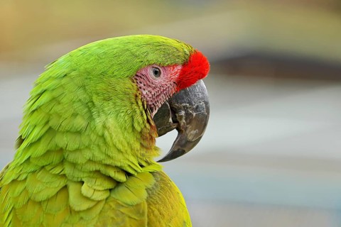 Great green macaw (Ara ambigua), animal portrait, captive, occurrence in South America, Hesse,