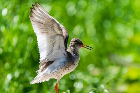 Small bird with spread wings in natural green surroundings, redshank, (Tringa totanus), France