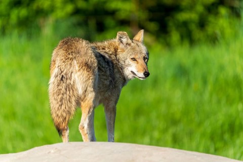 A coyote turns and looks over its shoulder while standing on a rock, Coyote, coyote (Canis