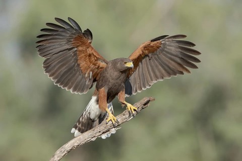 Harris's Hawk (Parabuteo unicinctus) perched on a dried branch, Texas, USA