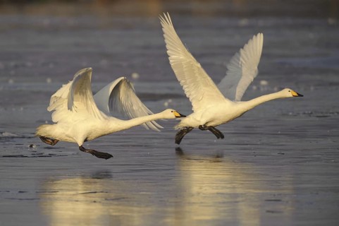 Whooper Swan (Cygnus cygnus) flying, Lower Saxony, Germany