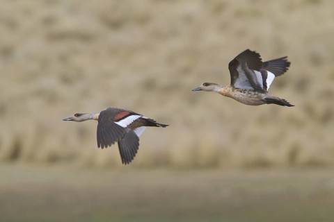 Crested Duck (Lophonetta specularioides alticola) flying, Central Highlands, Peru