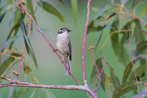 Brown-headed Honeyeater (Melithreptus brevirostris) perched on a branch, Victoria, Australia