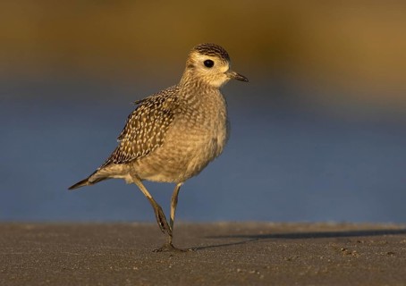 American Golden Plover (Pluvialis dominica), Ohio, USA