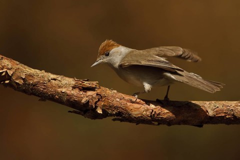 Eurasian Blackcap (Sylvia atricapilla) female, Utrecht, Netherlands