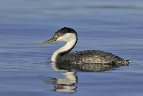 Western Grebe (Aechmophorus occidentalis), British Columbia, Canada
