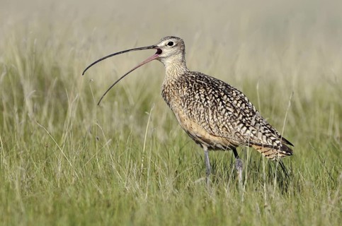Long-billed Curlew (Numenius americanus), Alberta, Canada