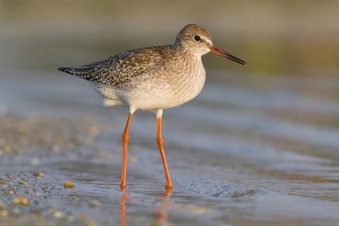 Common redshank (Tringa totanus), walking on marsh, Galicia, Spain