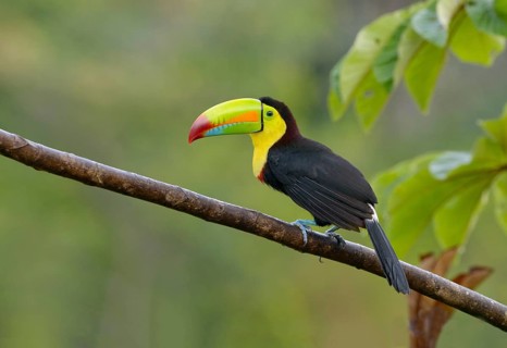Keel-billed Toucan (Ramphastos sulfuratus) - at Laguna Lagarto Lodge near Boca Tapada, Costa Rica