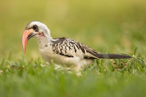 Western Red-billed Hornbill (Tockus kempi), Gambia