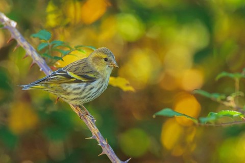 Eurasian Siskin (Spinus spinus) female, Abruzzo, Italy