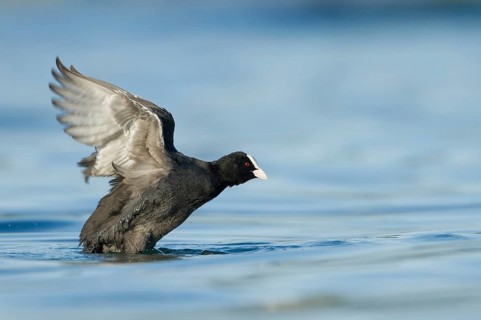 Eurasian Coot (Fulica atra), Zurich, Switzerland