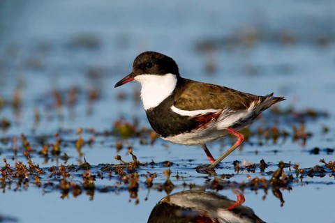 Red-kneed Dotterel (Erythrogonys cinctus) foraging, Victoria, Australia