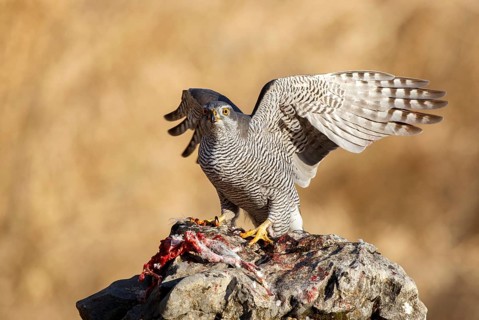 Northern Goshawk (Accipiter gentilis) female, Zaragoza, Spain