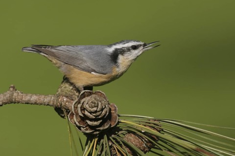 Red-breasted Nuthatch (Sitta canadensis) singing, Ohio, USA