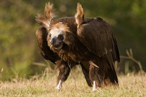 Cinereous Vulture (Aegypius monachus), Madrid, Spain