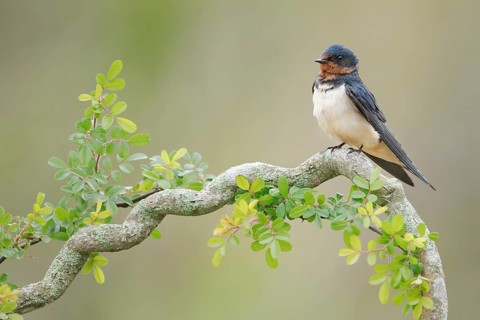 Barn Swallow (Hirundo rustica) perched on a branch, Texas, USA