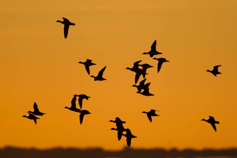 Eurasian Wigeon (Mareca penelope) male flying, Schleswig-Holstein, Germany