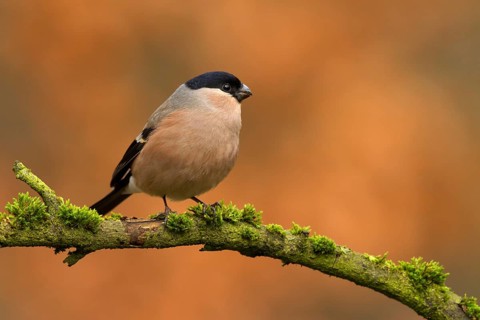 Eurasian Bullfinch (Pyrrhula pyrrhula) male, Utrecht, Netherlands