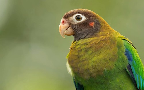 Braunhauben-Papagei (Pyrilia haematotis) im Regenwald von Costa Rica