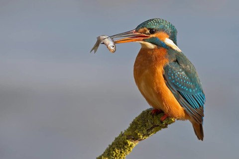 Common Kingfisher (Alcedo atthis) female, Hesse, Germany