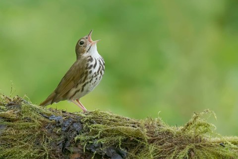 Ovenbird (Seiurus aurocapilla) singing, perched on a mossy log, Minnesota, USA